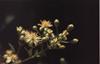 Bach Klematis (Clematis)
